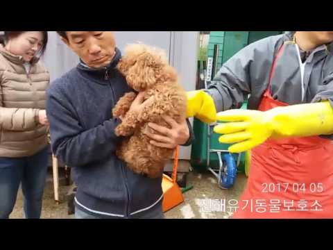 Dog rescue from Jinhae city pound, Korea