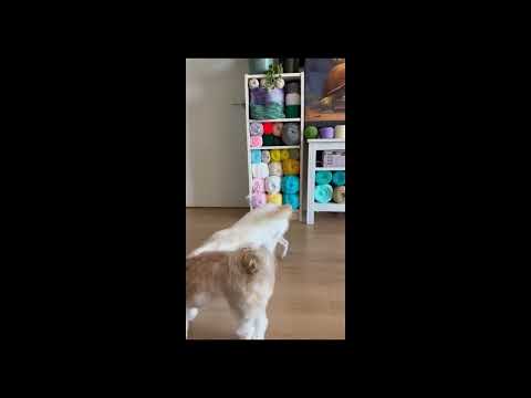 Adopt Niya 2