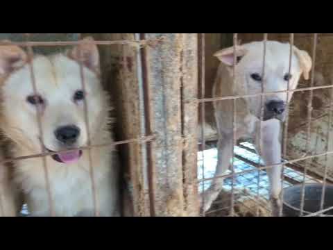 Siheung dog meat farm