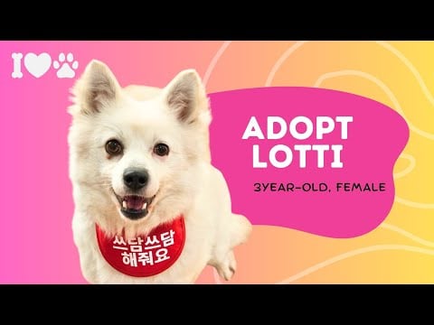 Adopt Lotti 2