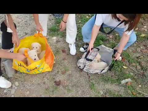 Dog meat farm rescue dogs