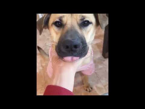 Adopt Mars