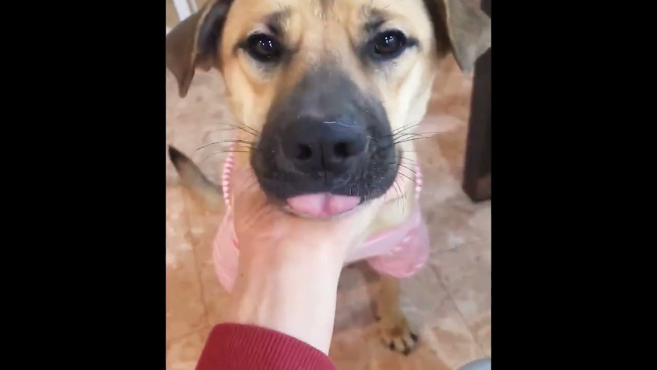 Adopt Mars