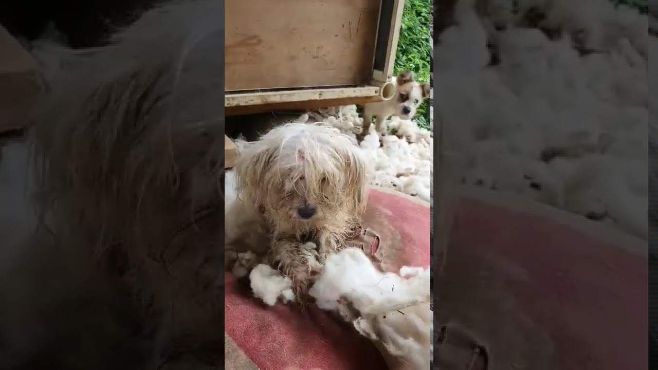 Hongsung rescue dogs 3