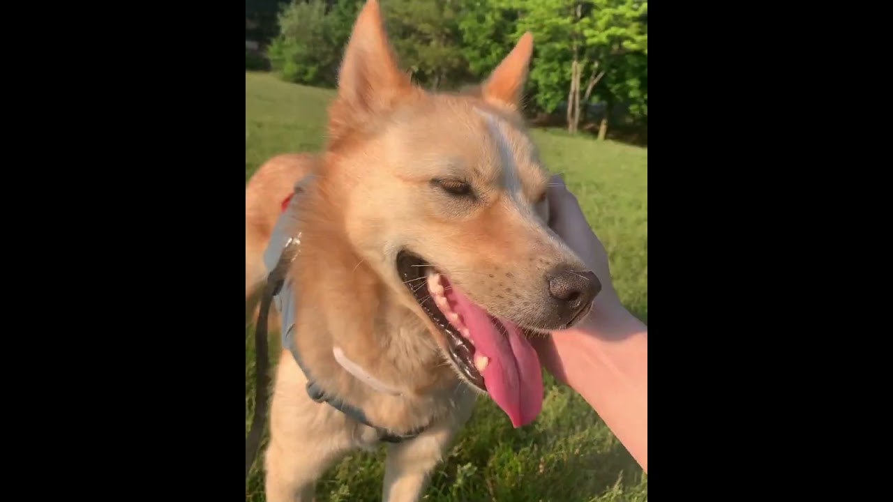 Happy Taavi in Canada