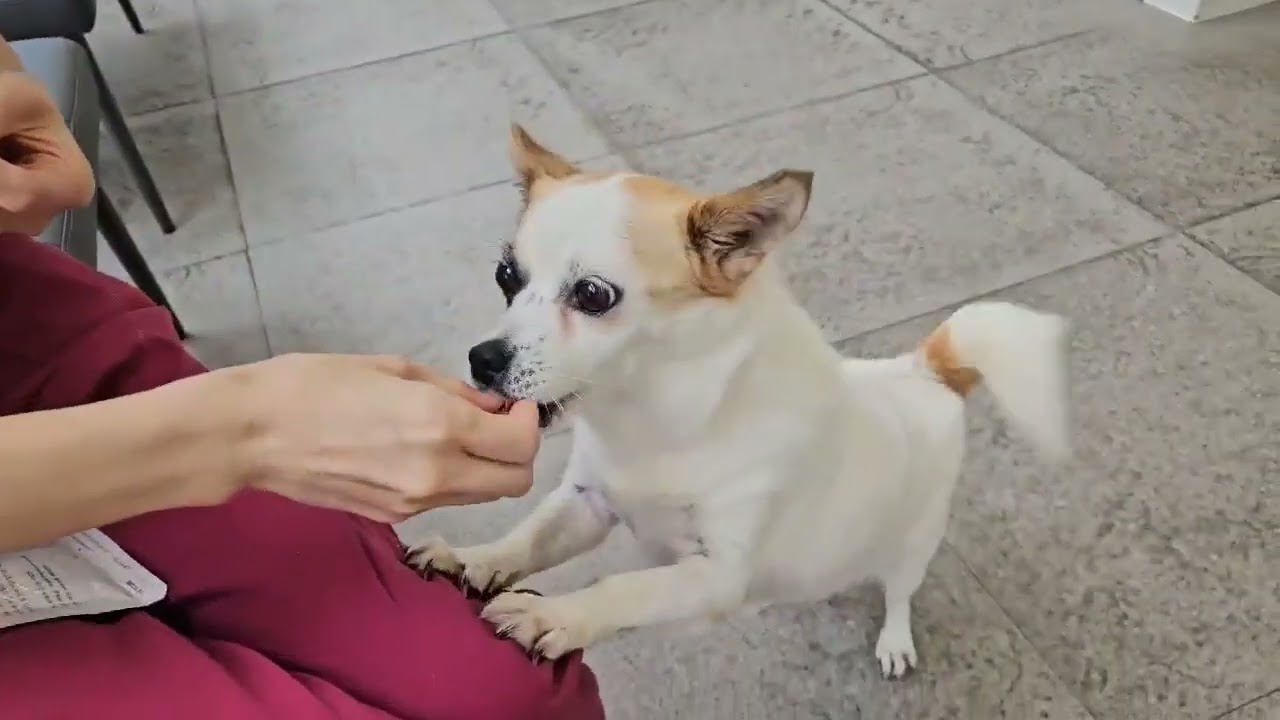 Adopt Kong