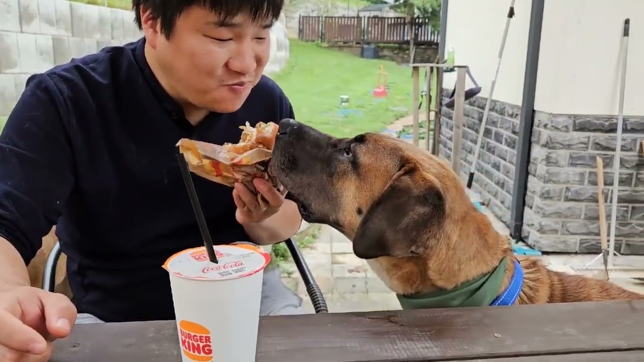 Adopt Jack 2