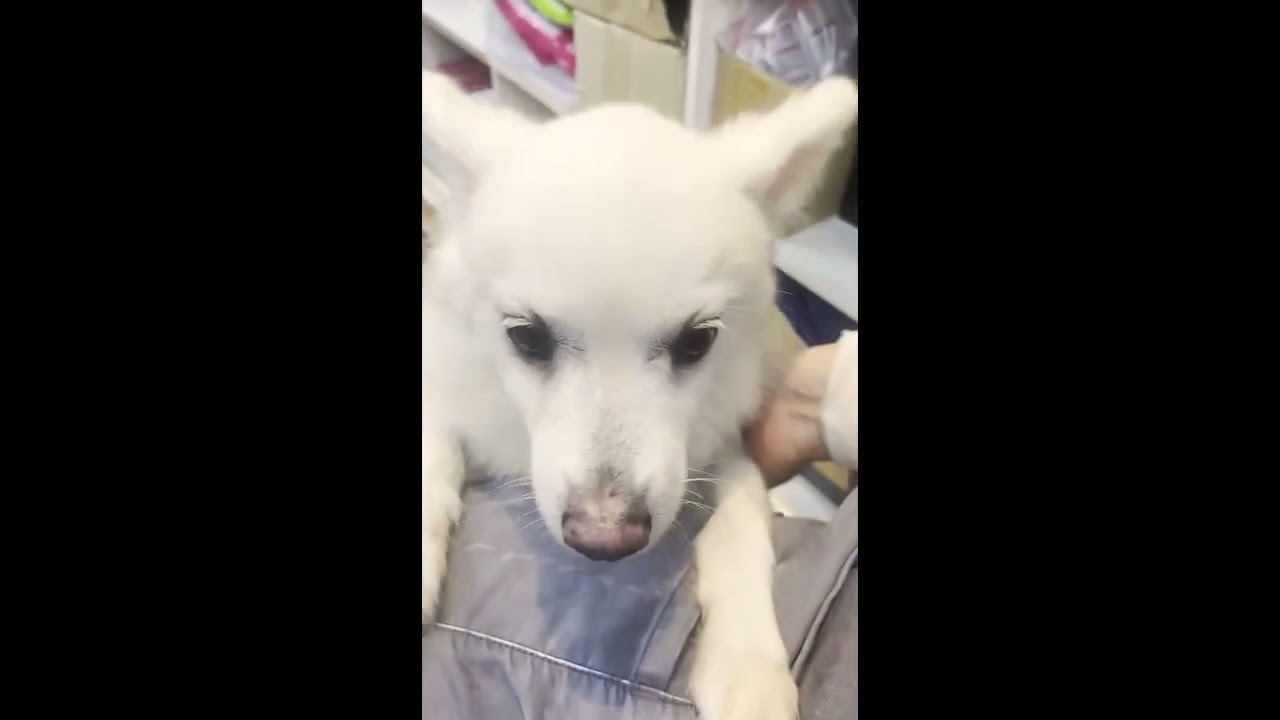 Adopt Mori