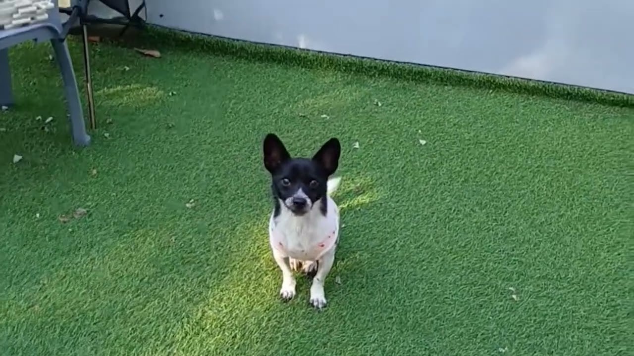 Adopt Koon 3