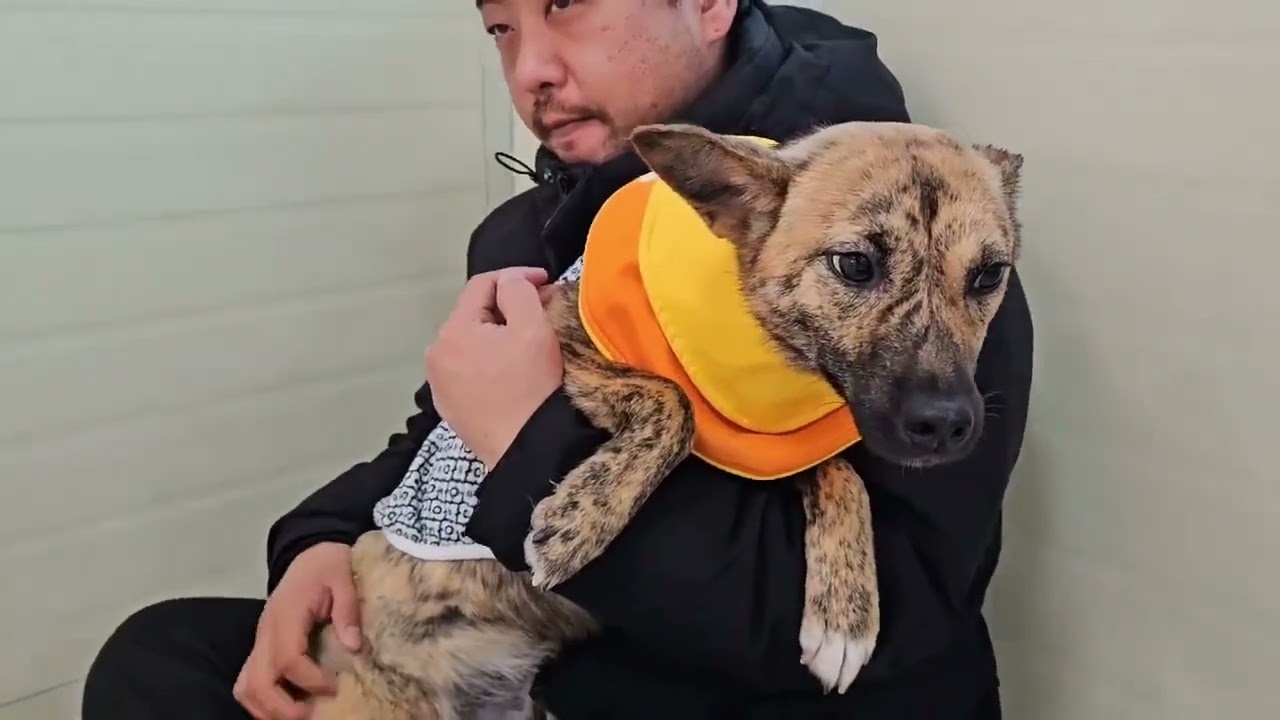 Adopt Luna #adoptadog #dogadoption