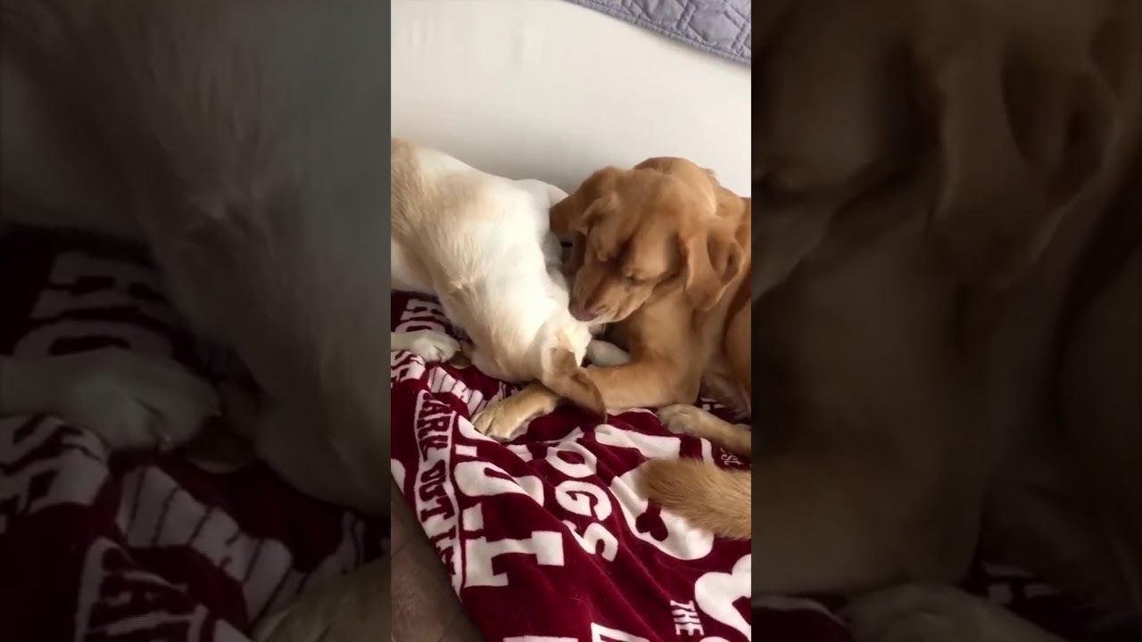Wally and his sister