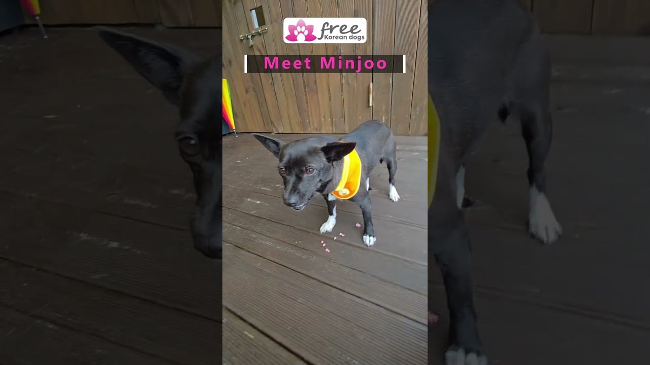 Meet our precious Minjoo