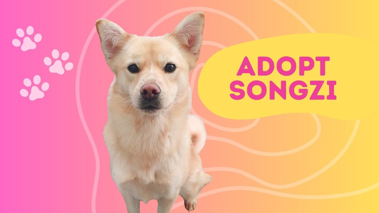 Adopt Songzi 2