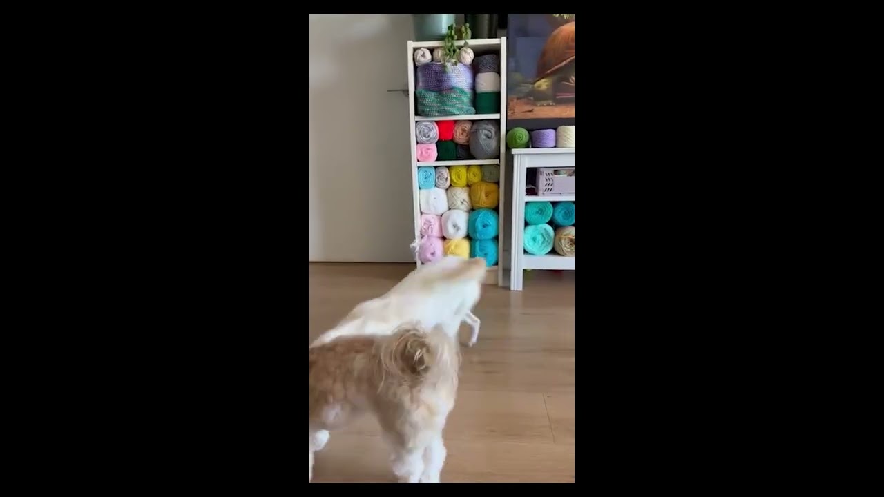 Adopt Niya 2