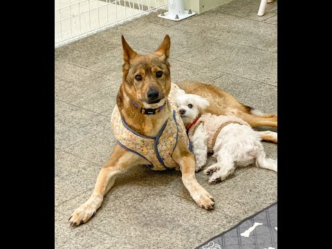 Dog meat trade survivor, Jumbak