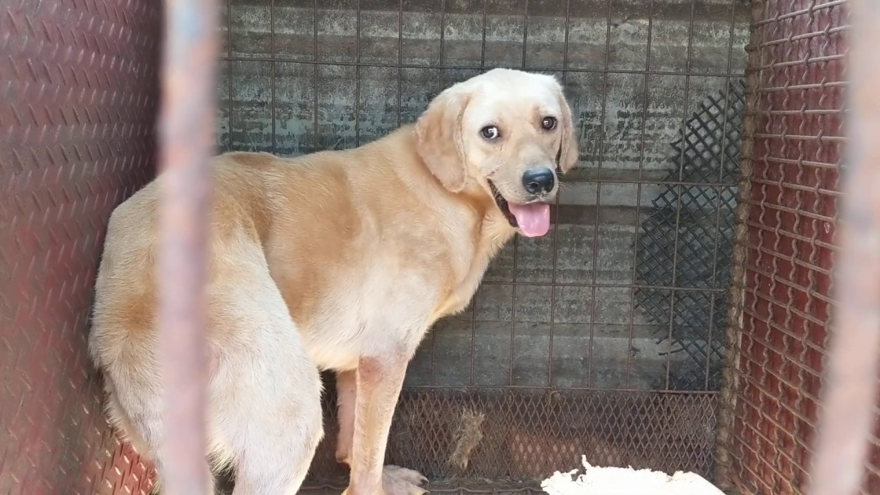 Wally
