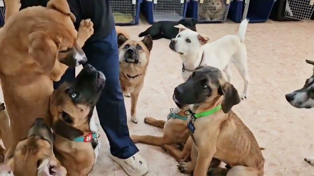 Anseong dog meat farm rescues