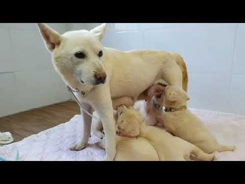 Dog meat farm rescue dogs