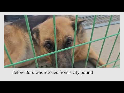 Before and after Boru was rescued