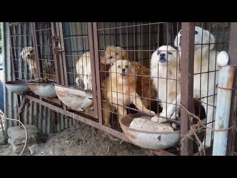 Dangjin Dog Meat Farm