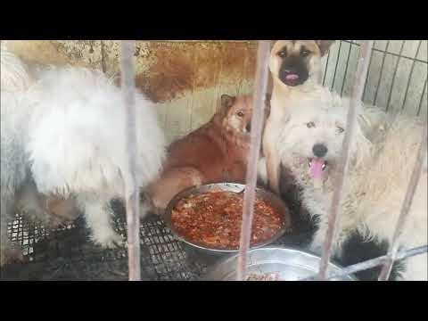 Yongin dog rescue: Yongyi and Yongil