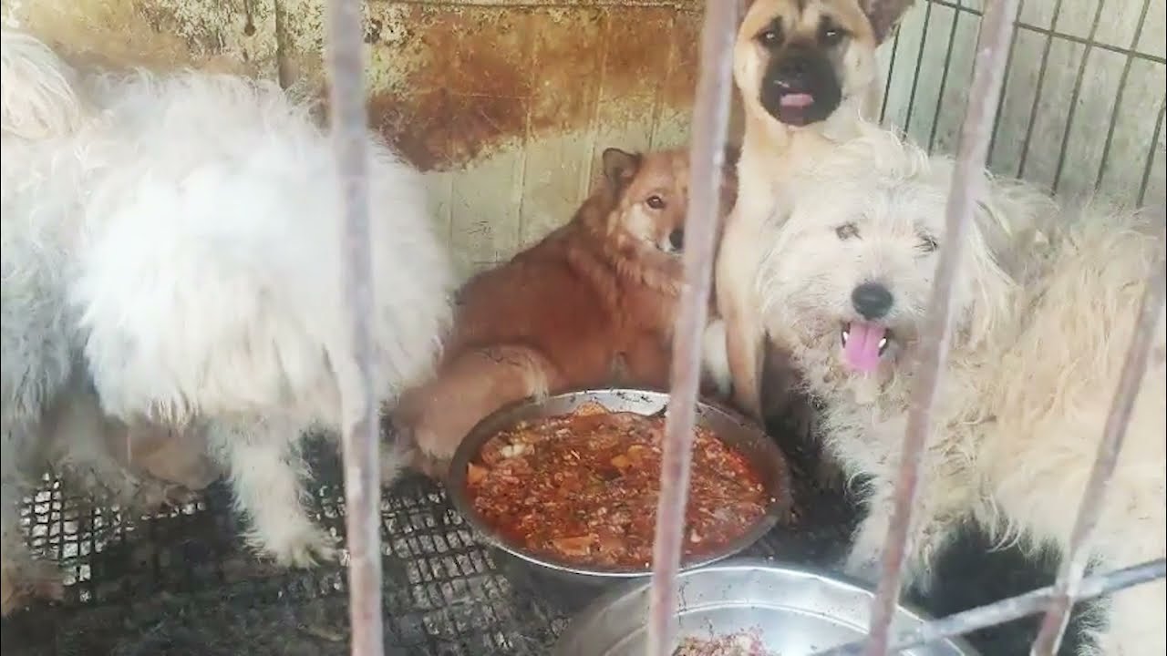 Yongin dog rescue: Yongyi and Yongil