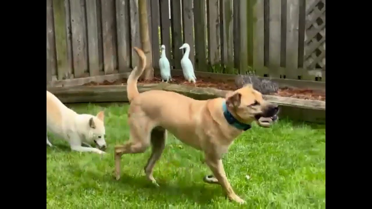 Adopt Mars