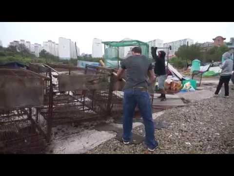 Free Korean Dogs - Jeonju dog farm closure