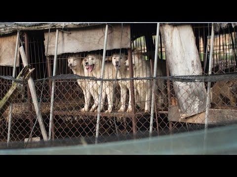 Free Korean Dogs - Jeonju dog farm closure