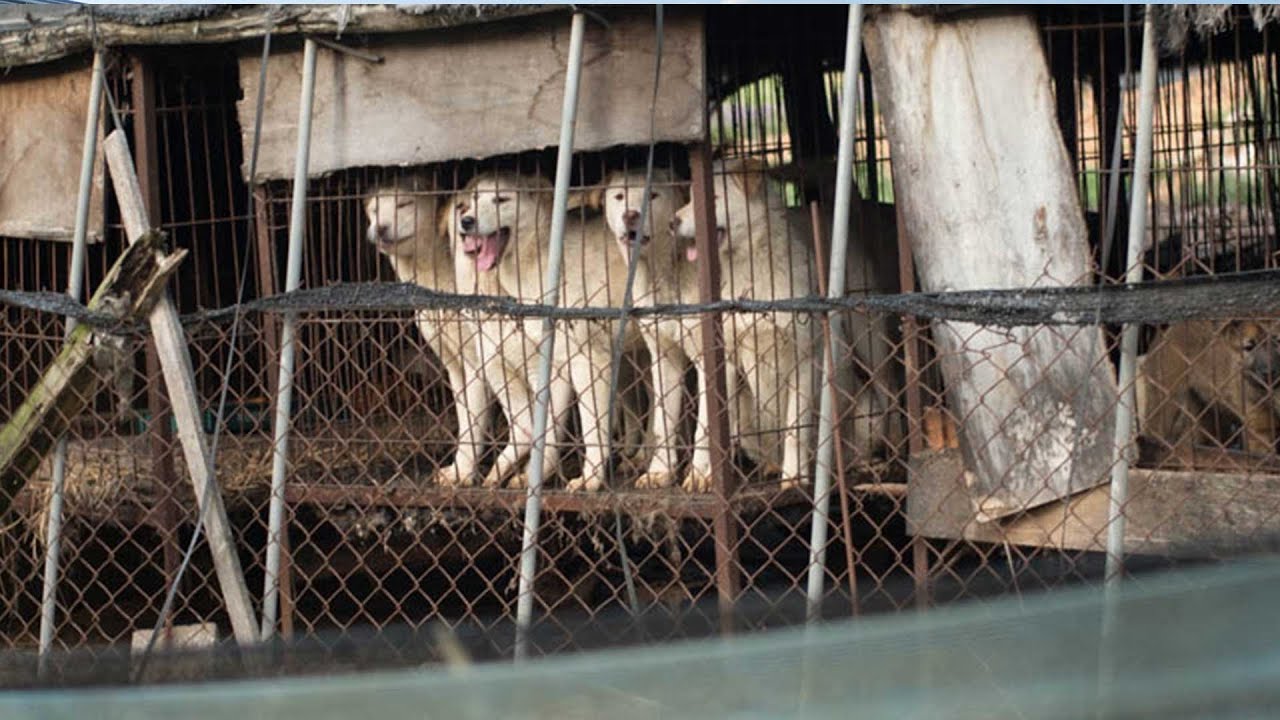 Free Korean Dogs - Jeonju dog farm closure