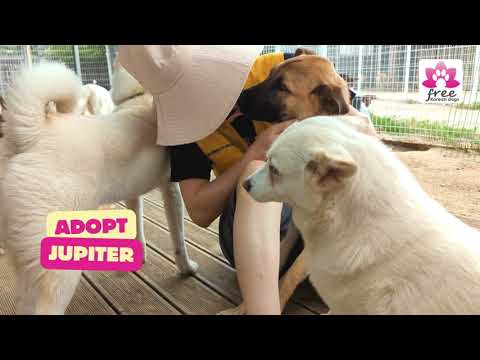 Adopt Jupiter