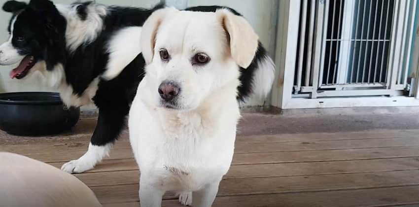 Silvia is a Medium Female Labrador mix Korean rescue dog