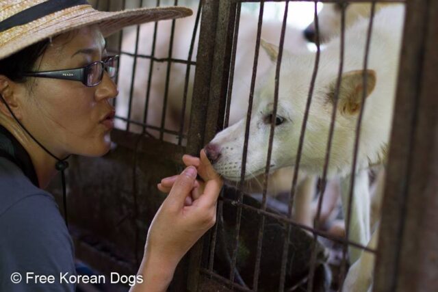 EK at Jeonju dog meat farm