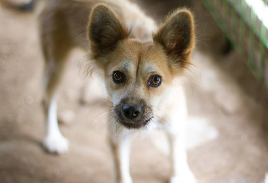 Lily is a Medium Female Jindo Mix Korean rescue dog