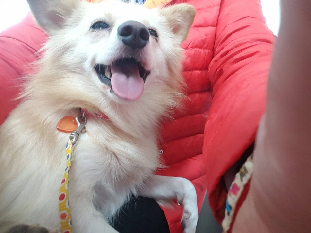 Shida is a Medium Female Mixed Korean rescue dog
