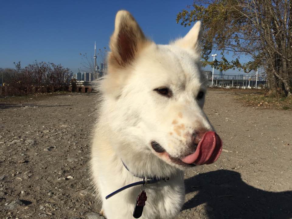 Allen is a Large Female Jindo Mix Korean rescue dog