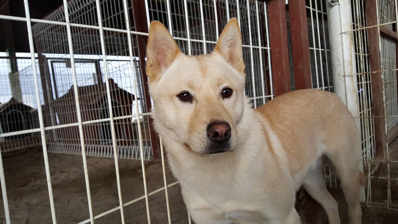 Lucky is a Large Male Jindo Korean rescue dog