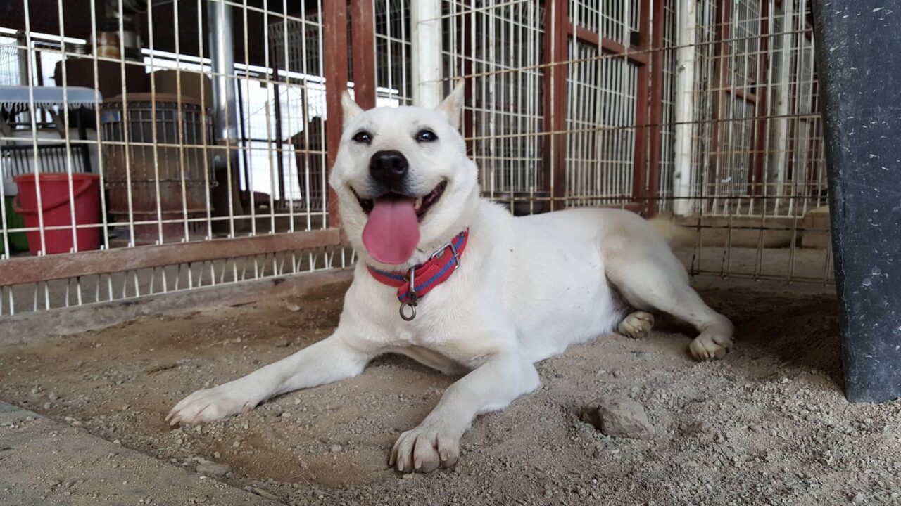 Somi is a Large Female Dongkyoung Korean rescue dog