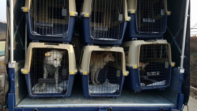 Jeonju rescue dogs on their way
