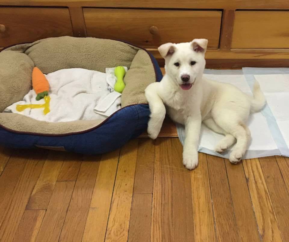 Mango is a Small Female Jindo Mix Korean rescue dog