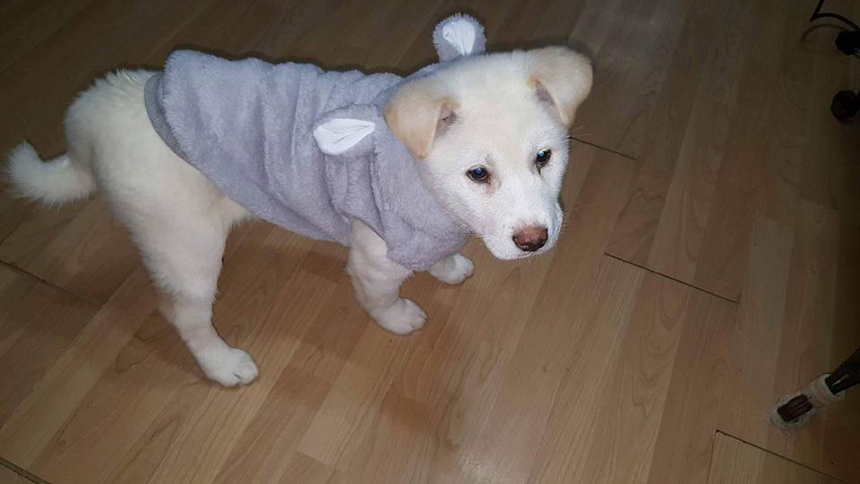 Cherry is a Small Female Jindo Korean rescue dog