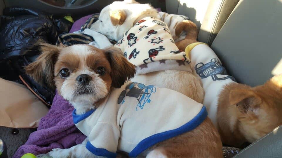 Zadok is a Small Male Shihtzu Korean rescue dog