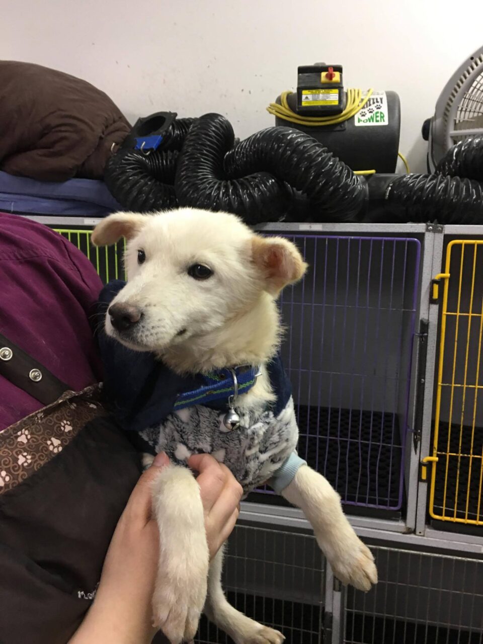 Geum is a Small Male Jindo Mix Korean rescue dog