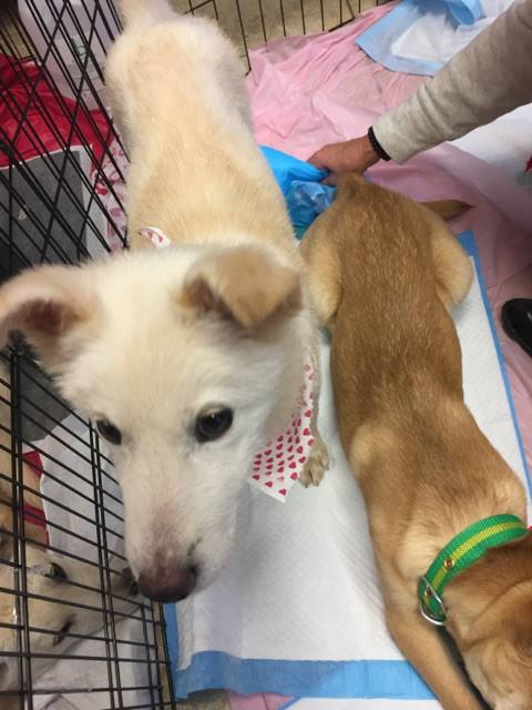 Geum is a Small Male Jindo Mix Korean rescue dog