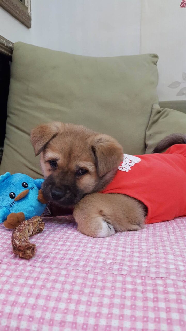 Tantan is a Small Female Jindo Korean rescue dog