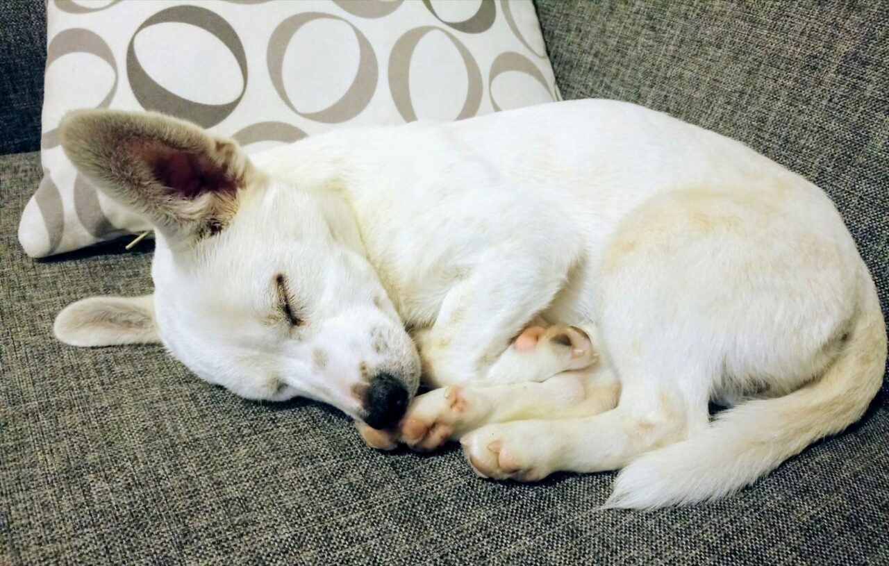 Oho is a Small Male Jindo Mix Korean rescue dog