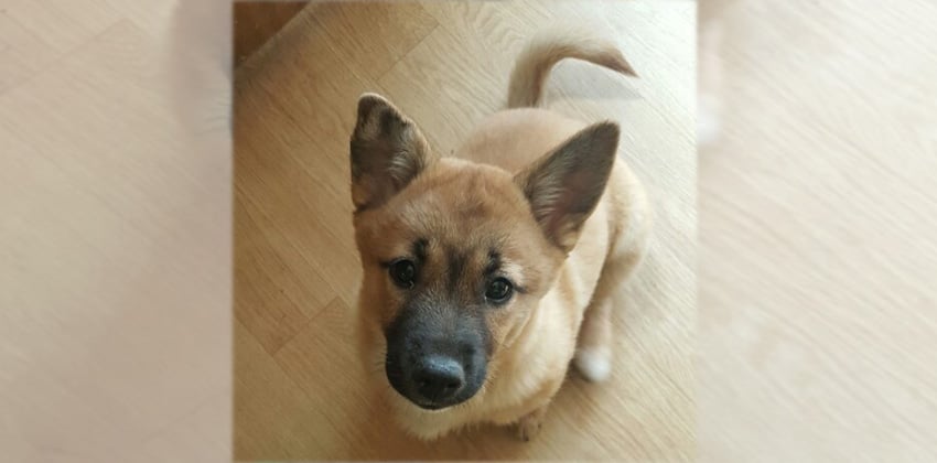 Momo 2 is a Small Female Mixed Korean rescue dog