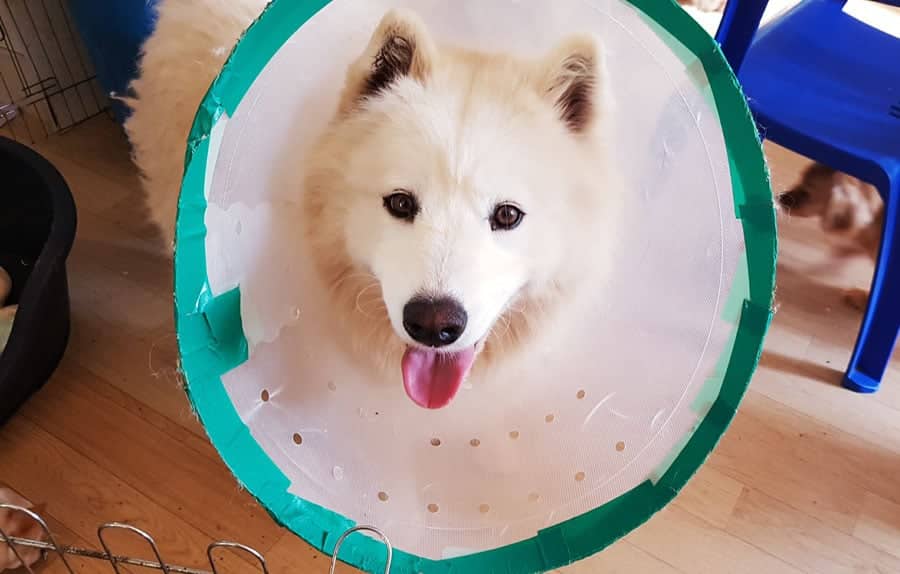 Moo-uhm is a Large Male Samoyed Mix Korean rescue dog