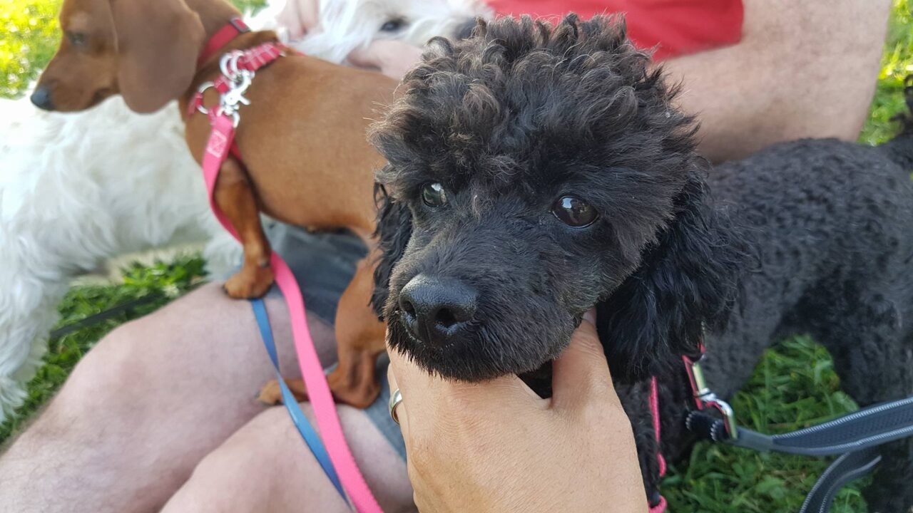 Cookie is a Small Male Poodle Korean rescue dog