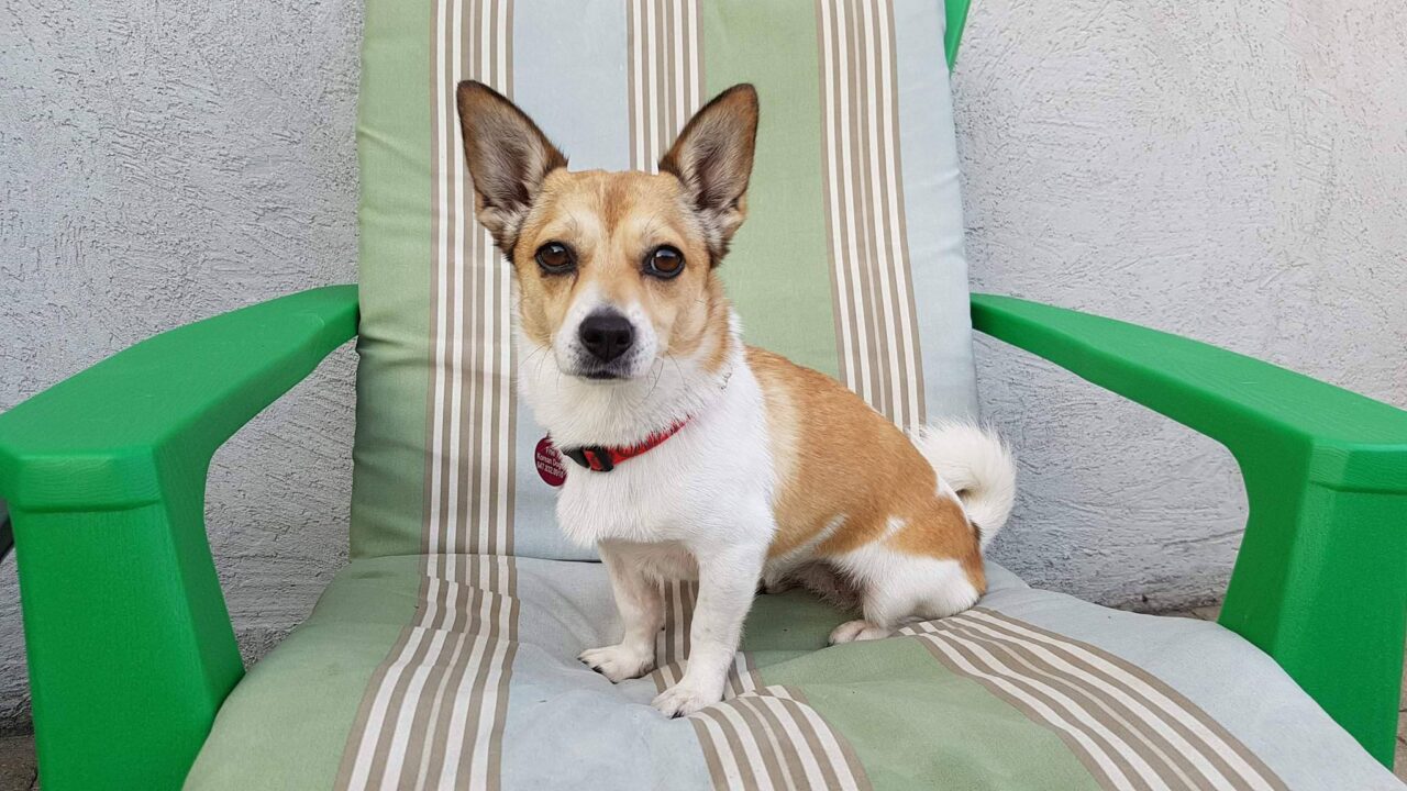 Koongyi is a Small Female Welsh Corgi mix Korean rescue dog